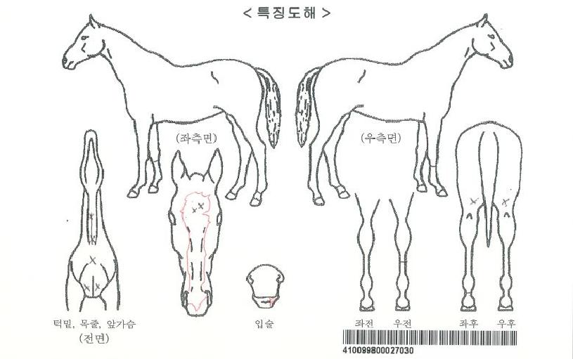 ¸Þ´ÏŸ¿î½ÊÀÚ¸¶ÀÇ Ãø¸é,¿ì¸é,µÞ¸é,µÎ»ó,´Ù¸®ÀÇ Æ¯Â¡µµÇØ