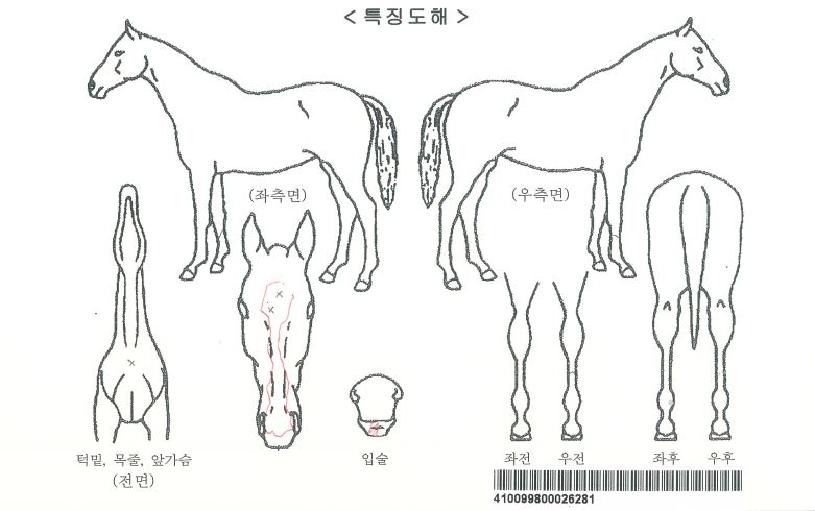 ÆÞÆÄ¿öÀÚ¸¶ÀÇ Ãø¸é,¿ì¸é,µÞ¸é,µÎ»ó,´Ù¸®ÀÇ Æ¯Â¡µµÇØ