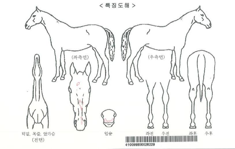 ���ǿ���ڸ��� ����,���,�޸�,�λ�,�ٸ��� Ư¡����