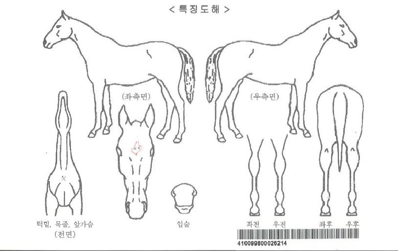 ½½¸µ½º¸¶ÀÏÀÇ Ãø¸é,¿ì¸é,µÞ¸é,µÎ»ó,´Ù¸®ÀÇ Æ¯Â¡µµÇØ