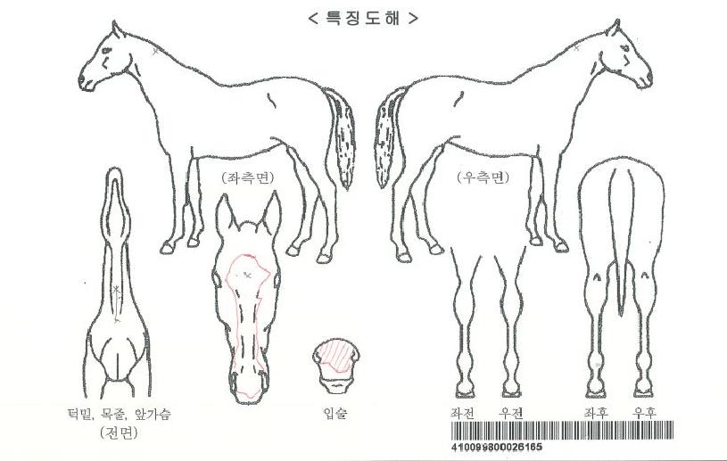 Å«·¯ºêÀÚ¸¶ÀÇ Ãø¸é,¿ì¸é,µÞ¸é,µÎ»ó,´Ù¸®ÀÇ Æ¯Â¡µµÇØ