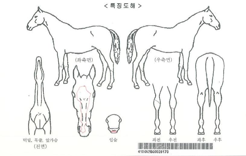 »ç¿ì½º¹Ù¿îµåÀÚ¸¶ÀÇ Ãø¸é,¿ì¸é,µÞ¸é,µÎ»ó,´Ù¸®ÀÇ Æ¯Â¡µµÇØ