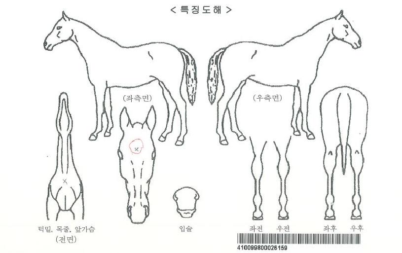 ¿À¾Æ½Ã½ºÅ¸ÀÓÀÇ Ãø¸é,¿ì¸é,µÞ¸é,µÎ»ó,´Ù¸®ÀÇ Æ¯Â¡µµÇØ