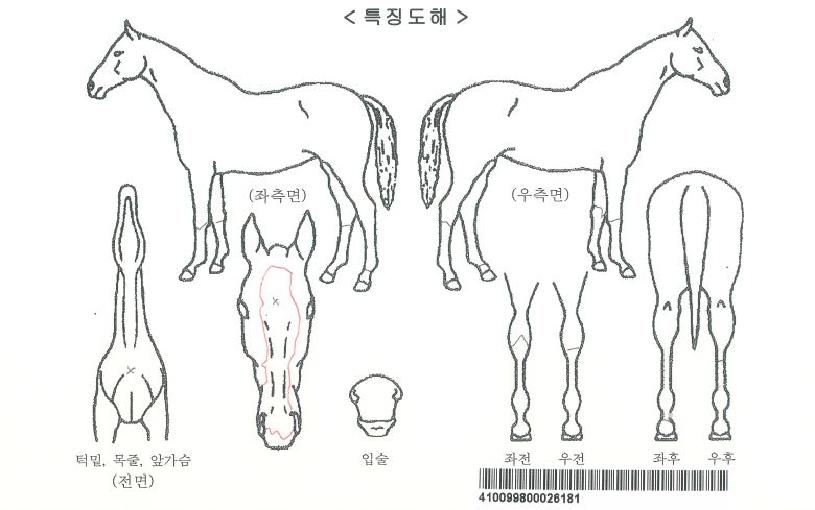 Á¦½ºÇÁ¸´ÀÚ¸¶ÀÇ Ãø¸é,¿ì¸é,µÞ¸é,µÎ»ó,´Ù¸®ÀÇ Æ¯Â¡µµÇØ