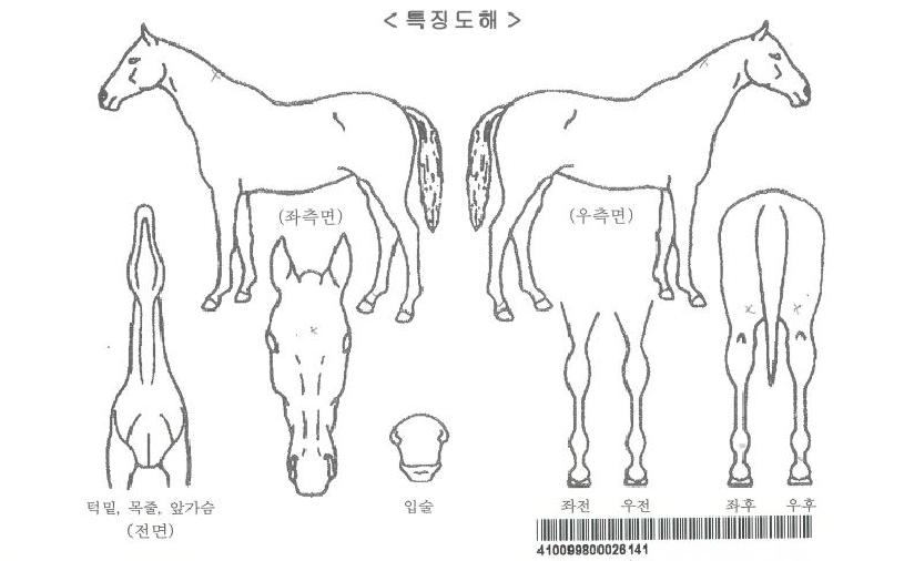 ¿¡À̽ººÕÀÚ¸¶ÀÇ Ãø¸é,¿ì¸é,µÞ¸é,µÎ»ó,´Ù¸®ÀÇ Æ¯Â¡µµÇØ