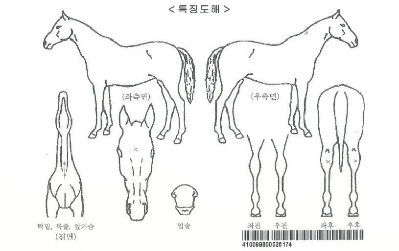 Ä«¿îÅÍÆÝÄ¡ÀÇ Ãø¸é,¿ì¸é,µÞ¸é,µÎ»ó,´Ù¸®ÀÇ Æ¯Â¡µµÇØ