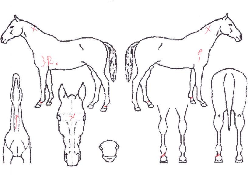 ¾Æ»çºñ¾ßÀÇ Ãø¸é,¿ì¸é,µÞ¸é,µÎ»ó,´Ù¸®ÀÇ Æ¯Â¡µµÇØ