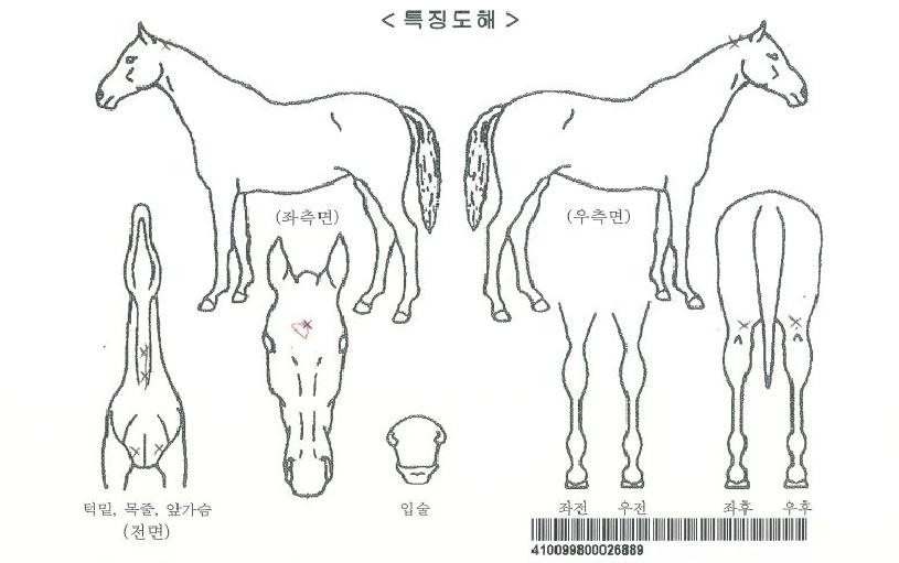 Å·´õ·ÎµåÀÚ¸¶ÀÇ Ãø¸é,¿ì¸é,µÞ¸é,µÎ»ó,´Ù¸®ÀÇ Æ¯Â¡µµÇØ