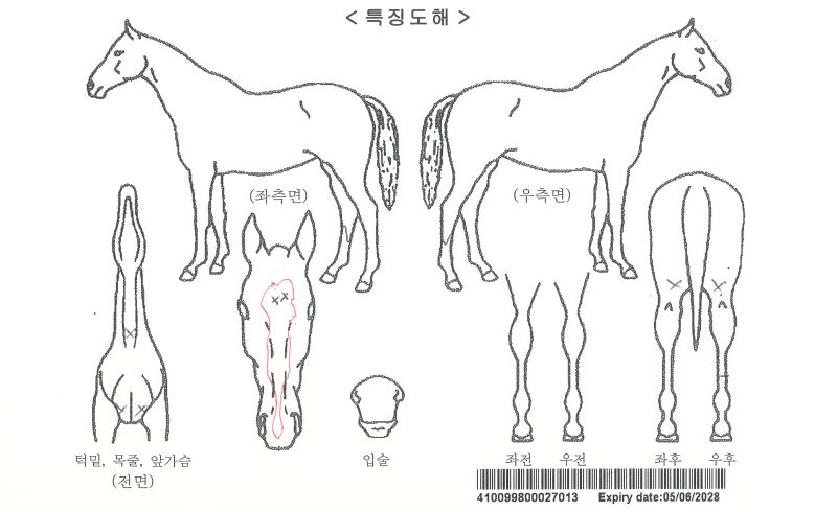 ³ÊƼºê¸®ÁöÆ®ÀÚ¸¶ÀÇ Ãø¸é,¿ì¸é,µÞ¸é,µÎ»ó,´Ù¸®ÀÇ Æ¯Â¡µµÇØ