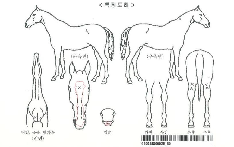 ÈïºÎÀÚÀÚ¸¶ÀÇ Ãø¸é,¿ì¸é,µÞ¸é,µÎ»ó,´Ù¸®ÀÇ Æ¯Â¡µµÇØ