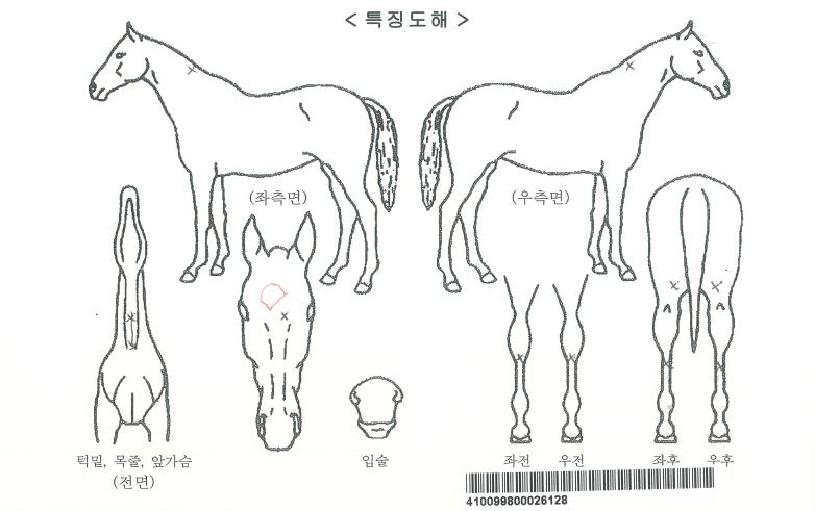 ���̾𰶷����ڸ��� ����,���,�޸�,�λ�,�ٸ��� Ư¡����