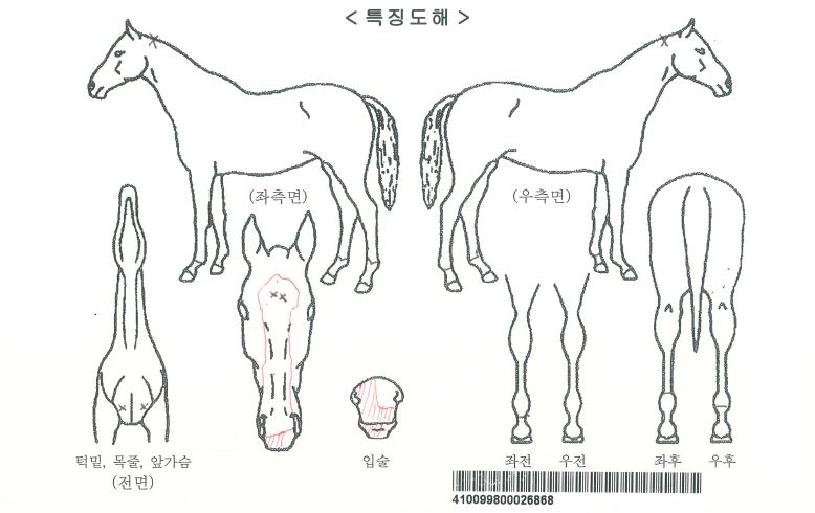 Æ÷¸®½ºÆ®ÀεðÀÚ¸¶ÀÇ Ãø¸é,¿ì¸é,µÞ¸é,µÎ»ó,´Ù¸®ÀÇ Æ¯Â¡µµÇØ