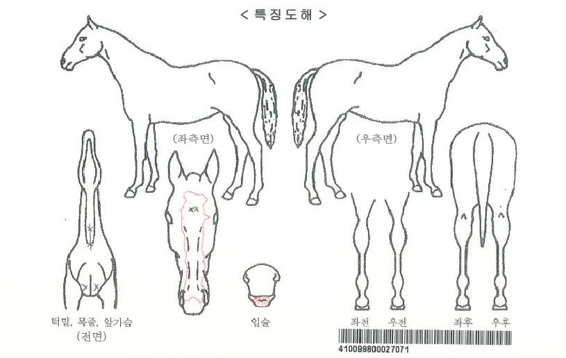 ��õ�����ڸ��� ����,���,�޸�,�λ�,�ٸ��� Ư¡����