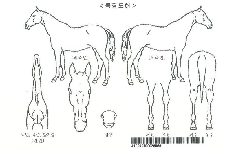 Ư�����ڸ��� ����,���,�޸�,�λ�,�ٸ��� Ư¡����