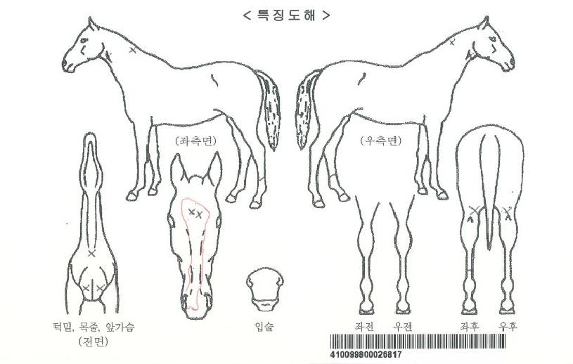 Ç㸮ÄÉÀε帲ÀÚ¸¶ÀÇ Ãø¸é,¿ì¸é,µÞ¸é,µÎ»ó,´Ù¸®ÀÇ Æ¯Â¡µµÇØ