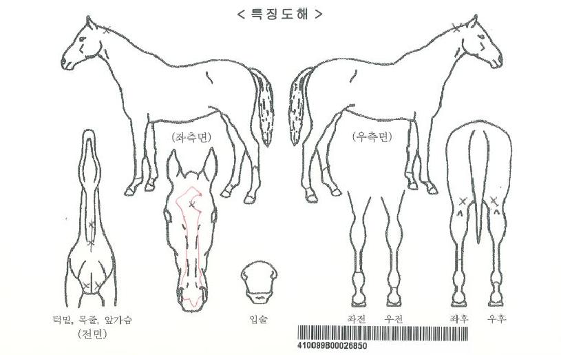 ��Ʈ��Ƽ�ڸ��� ����,���,�޸�,�λ�,�ٸ��� Ư¡����