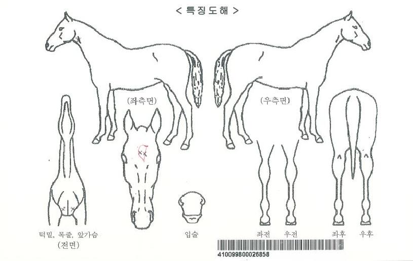 ¿À·»Áö½ºÅèÀÚ¸¶ÀÇ Ãø¸é,¿ì¸é,µÞ¸é,µÎ»ó,´Ù¸®ÀÇ Æ¯Â¡µµÇØ