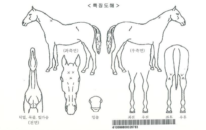 ���ɿ����ڸ��� ����,���,�޸�,�λ�,�ٸ��� Ư¡����