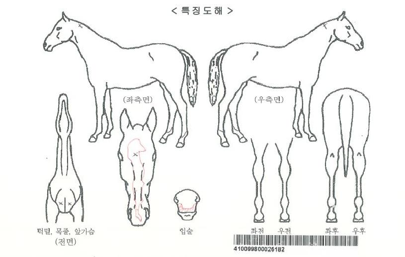 �����ö���ڸ��� ����,���,�޸�,�λ�,�ٸ��� Ư¡����