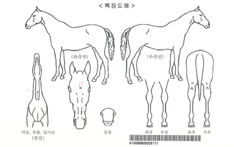 ���彺���ڸ��� ����,���,�޸�,�λ�,�ٸ��� Ư¡����