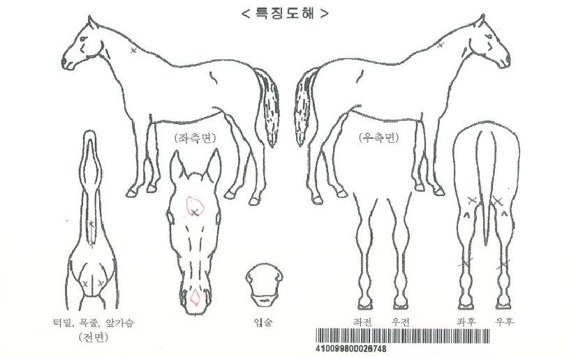 µå¸²µô¶óÀÌÆ®ÀÚ¸¶ÀÇ Ãø¸é,¿ì¸é,µÞ¸é,µÎ»ó,´Ù¸®ÀÇ Æ¯Â¡µµÇØ