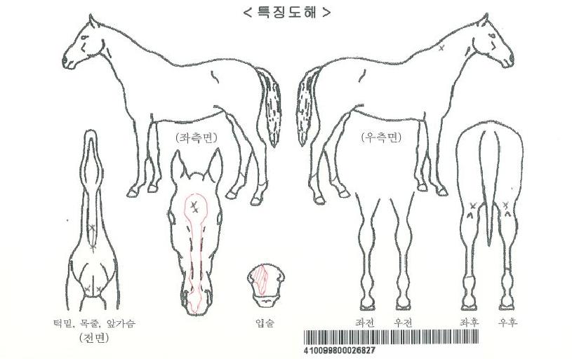 �ڴ��ڸ��� ����,���,�޸�,�λ�,�ٸ��� Ư¡����