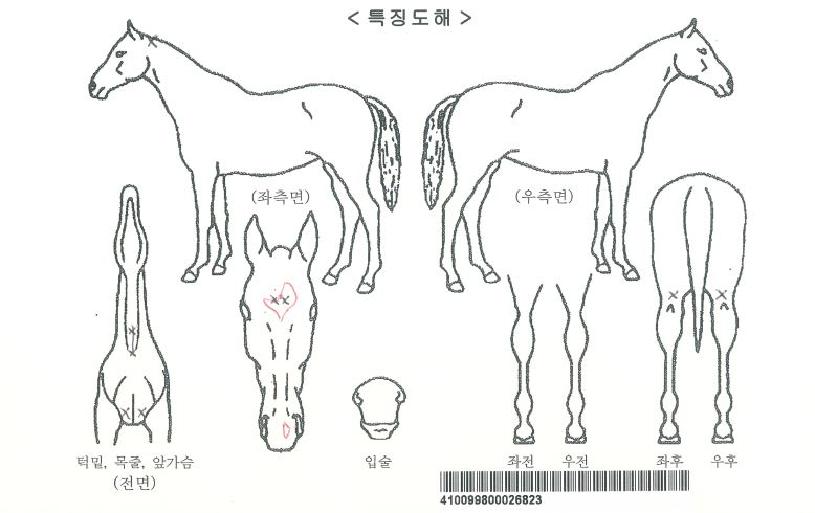 ���;�Ʋ��ƽ�� ����,���,�޸�,�λ�,�ٸ��� Ư¡����