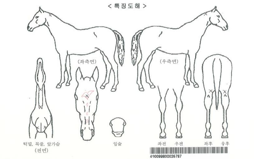 ĵµé½º½ºÅ¸ÀÇ Ãø¸é,¿ì¸é,µÞ¸é,µÎ»ó,´Ù¸®ÀÇ Æ¯Â¡µµÇØ