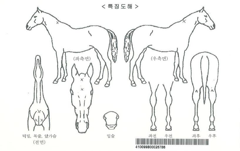 ½ºÆ¿´õÆÐ¼ÇÀÚ¸¶ÀÇ Ãø¸é,¿ì¸é,µÞ¸é,µÎ»ó,´Ù¸®ÀÇ Æ¯Â¡µµÇØ