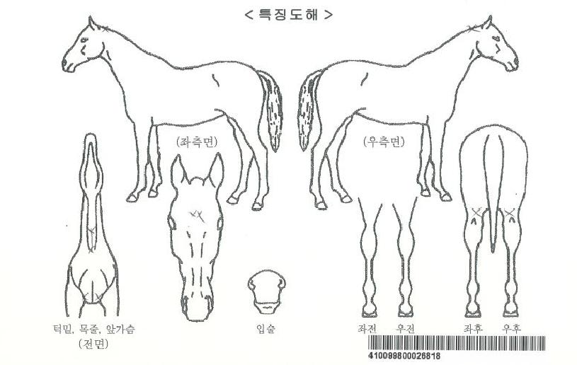 ´ë·ú°ÀÚÀÚ¸¶ÀÇ Ãø¸é,¿ì¸é,µÞ¸é,µÎ»ó,´Ù¸®ÀÇ Æ¯Â¡µµÇØ