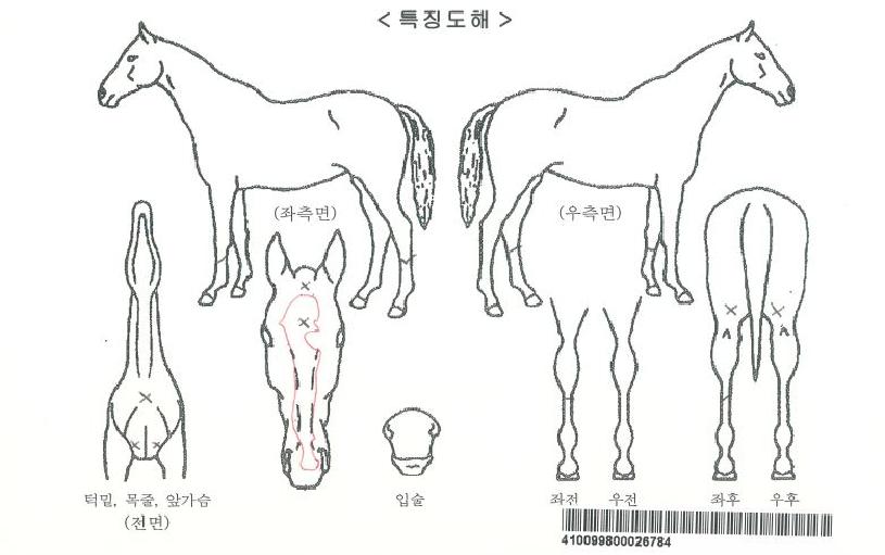 °ñµç·ÎÁÀÚ¸¶ÀÇ Ãø¸é,¿ì¸é,µÞ¸é,µÎ»ó,´Ù¸®ÀÇ Æ¯Â¡µµÇØ