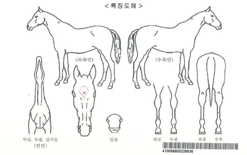 ƼÁîµðÅ͹εåÀÚ¸¶ÀÇ Ãø¸é,¿ì¸é,µÞ¸é,µÎ»ó,´Ù¸®ÀÇ Æ¯Â¡µµÇØ