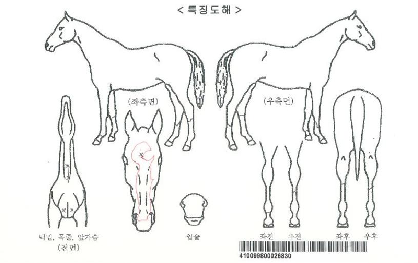 »ïÁ¤·¹À̽ºÀÇ Ãø¸é,¿ì¸é,µÞ¸é,µÎ»ó,´Ù¸®ÀÇ Æ¯Â¡µµÇØ