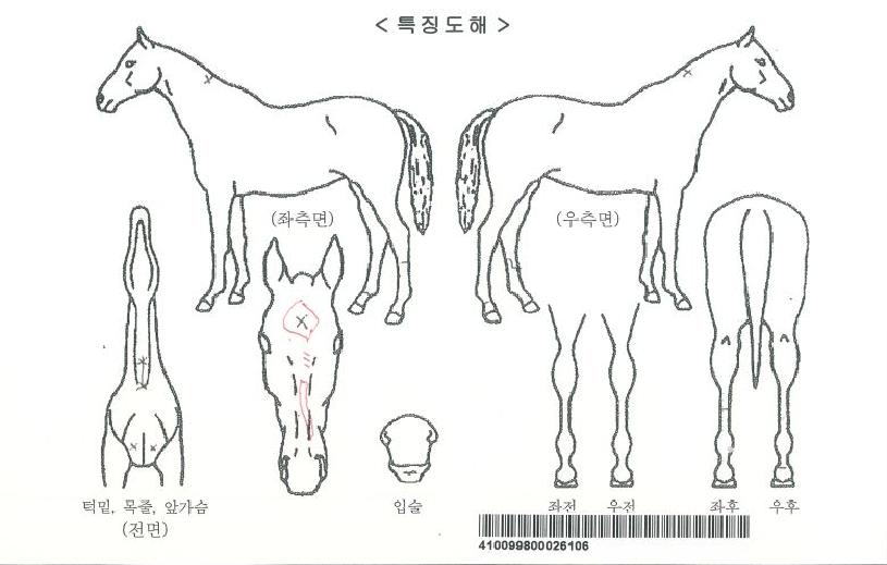 °íÀ×ÅõÀ©ÀÇ Ãø¸é,¿ì¸é,µÞ¸é,µÎ»ó,´Ù¸®ÀÇ Æ¯Â¡µµÇØ