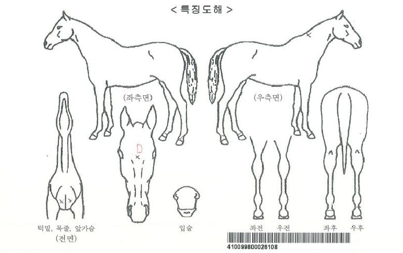 °Å¼¾¿µ¿õÀÇ Ãø¸é,¿ì¸é,µÞ¸é,µÎ»ó,´Ù¸®ÀÇ Æ¯Â¡µµÇØ