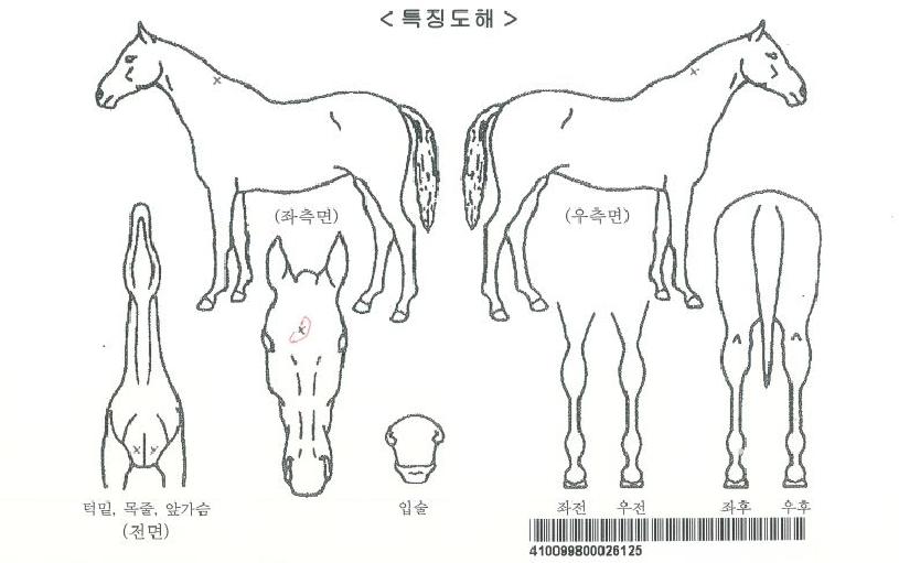 Ǯ���귡�����ڸ��� ����,���,�޸�,�λ�,�ٸ��� Ư¡����