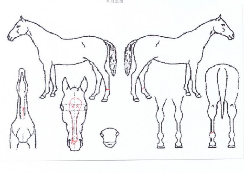 ±Ý¾Æ°ÅƼÀÇ Ãø¸é,¿ì¸é,µÞ¸é,µÎ»ó,´Ù¸®ÀÇ Æ¯Â¡µµÇØ