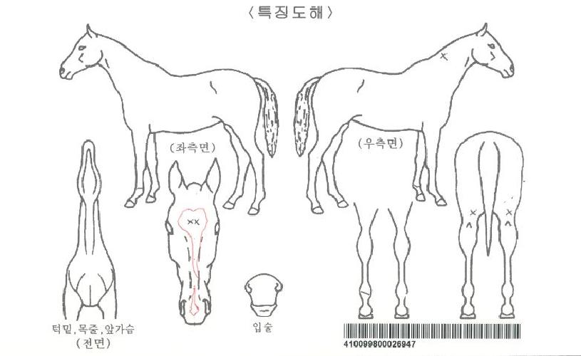 ÄÚÁîÅõ¼¿·¯ºê·¹Æ®ÀÚ¸¶ÀÇ Ãø¸é,¿ì¸é,µÞ¸é,µÎ»ó,´Ù¸®ÀÇ Æ¯Â¡µµÇØ