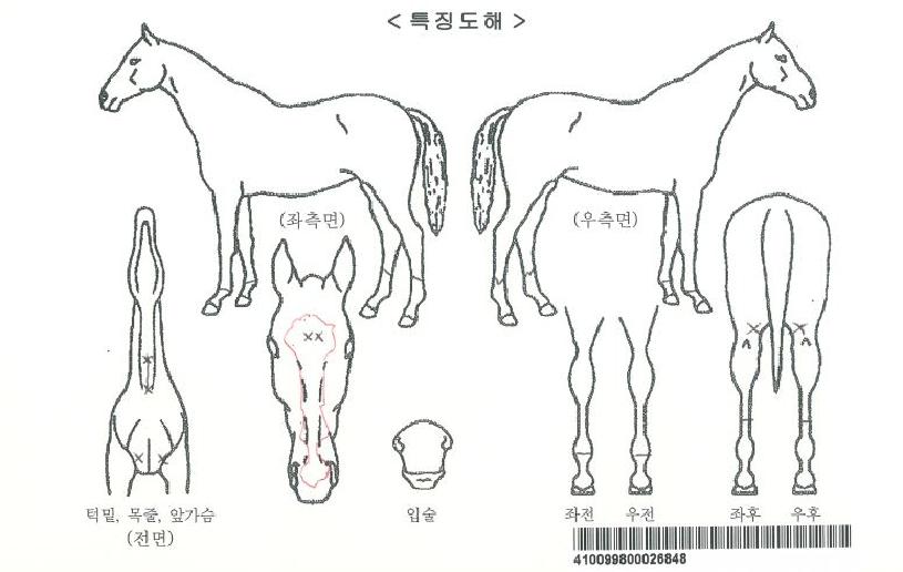 ÇÇ¿ëÀÇ Ãø¸é,¿ì¸é,µÞ¸é,µÎ»ó,´Ù¸®ÀÇ Æ¯Â¡µµÇØ