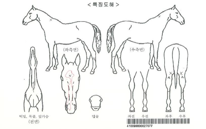 ·Î¸¶ºí·¹À̵åÀÚ¸¶ÀÇ Ãø¸é,¿ì¸é,µÞ¸é,µÎ»ó,´Ù¸®ÀÇ Æ¯Â¡µµÇØ