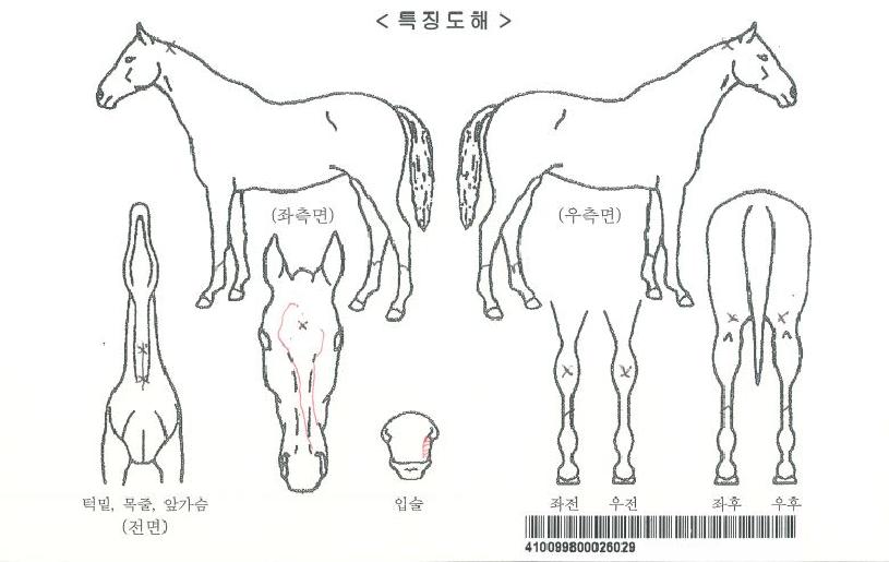 ����Ʈķ���ڸ��� ����,���,�޸�,�λ�,�ٸ��� Ư¡����