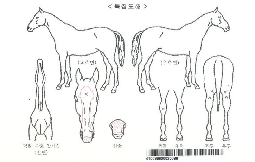 ´ç´ëÄýÀÚ¸¶ÀÇ Ãø¸é,¿ì¸é,µÞ¸é,µÎ»ó,´Ù¸®ÀÇ Æ¯Â¡µµÇØ