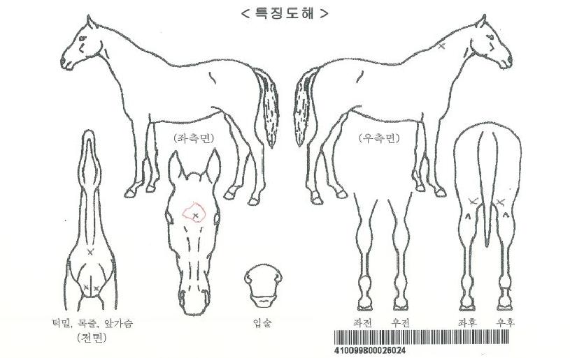 ´ÙũŸÀ̰ÅÀÇ Ãø¸é,¿ì¸é,µÞ¸é,µÎ»ó,´Ù¸®ÀÇ Æ¯Â¡µµÇØ