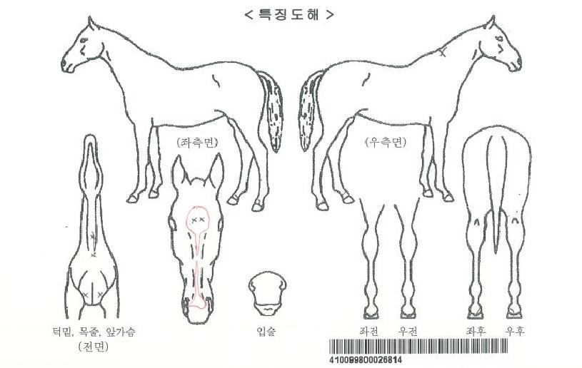 ºäƼǮ¾×Æ®ÀÚ¸¶ÀÇ Ãø¸é,¿ì¸é,µÞ¸é,µÎ»ó,´Ù¸®ÀÇ Æ¯Â¡µµÇØ