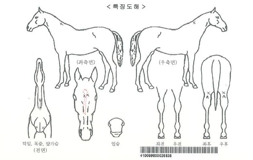 ·ÎŸ¿ÀÆ®ÀÚ¸¶ÀÇ Ãø¸é,¿ì¸é,µÞ¸é,µÎ»ó,´Ù¸®ÀÇ Æ¯Â¡µµÇØ