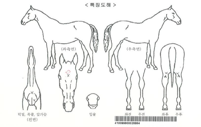 �ι�����Ʈ�� ����,���,�޸�,�λ�,�ٸ��� Ư¡����