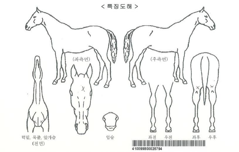 ÇÏÀ̸®ÅÏÀÇ Ãø¸é,¿ì¸é,µÞ¸é,µÎ»ó,´Ù¸®ÀÇ Æ¯Â¡µµÇØ