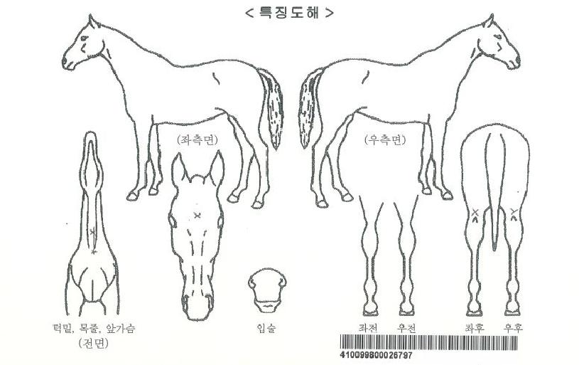 ¸¶ÀÌÆ¼ºÕÀÚ¸¶ÀÇ Ãø¸é,¿ì¸é,µÞ¸é,µÎ»ó,´Ù¸®ÀÇ Æ¯Â¡µµÇØ