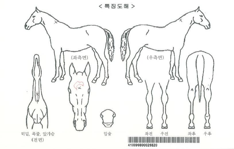 ¸®µåºí·çÀÇ Ãø¸é,¿ì¸é,µÞ¸é,µÎ»ó,´Ù¸®ÀÇ Æ¯Â¡µµÇØ