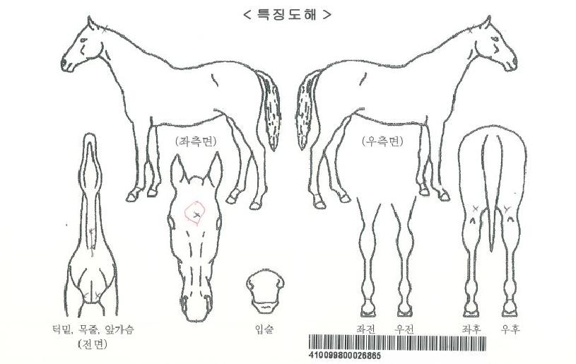 ��Ÿĳġ�ڸ��� ����,���,�޸�,�λ�,�ٸ��� Ư¡����